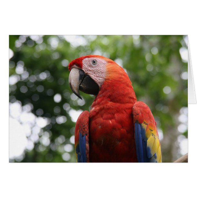 macaw roja (Devant horizontal)