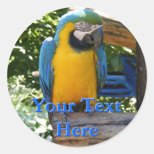 Macaw Stickers