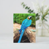 Macaw verte et jaune, Carte postale Trinidad (Debout devant)