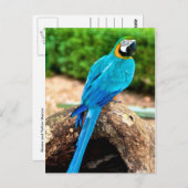 Macaw verte et jaune, Carte postale Trinidad (Devant / Derrière)