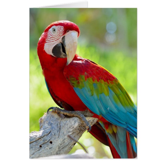 Macaw zittend op vertakking (Voorkant)