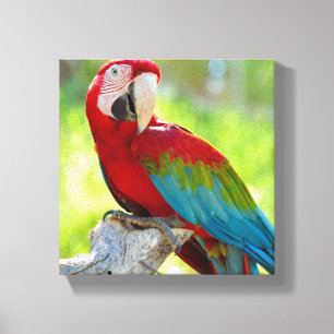 Macaw zittend op vertakking canvas afdruk