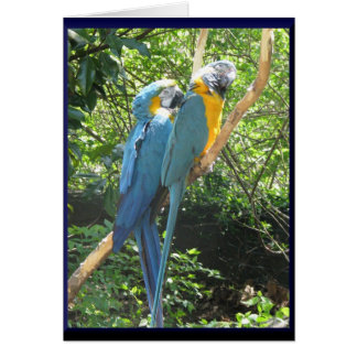 Macaws