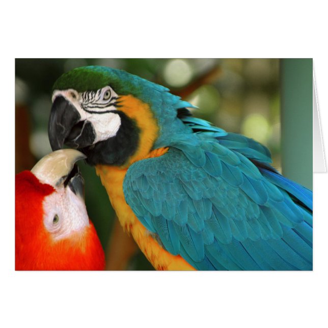 Macaws (Voorkant Horizontaal)