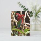 Macaws Briefkaart (Staand voorkant)