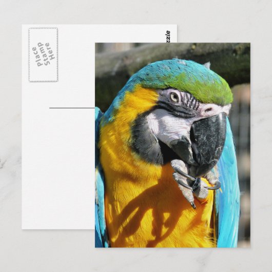 MACAWS BRIEFKAART (Voorkant / Achterkant)