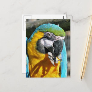 MACAWS BRIEFKAART