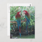 Macaws Briefkaart (Voorkant / Achterkant)