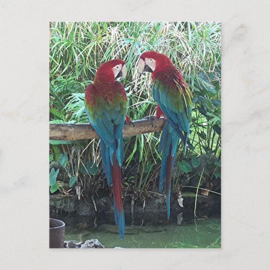 Macaws Briefkaart (Voorkant)