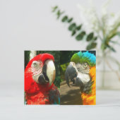 Macaws colorés, Carte postale Trinidad (Debout devant)