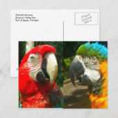 Macaws colorés, Carte postale Trinidad (Devant / Derrière)