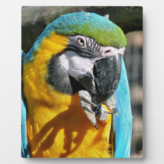 MACAWS FOTOPLAAT (Voorkant)