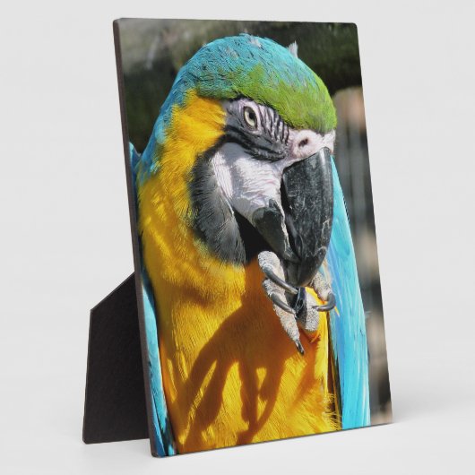 MACAWS FOTOPLAAT (Zijkant)