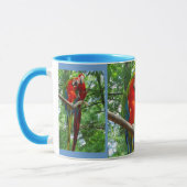 Macaws grote Mok zingen (Links)