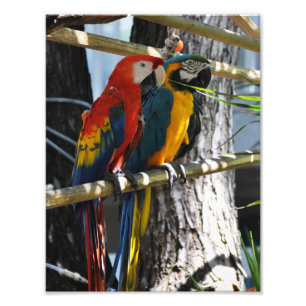 Macaws in Key West Foto Afdruk
