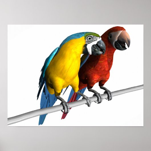 Macaws in Liefde Poster (Voorkant)