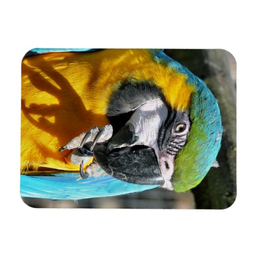 MACAWS MAGNEET (Horizontaal)