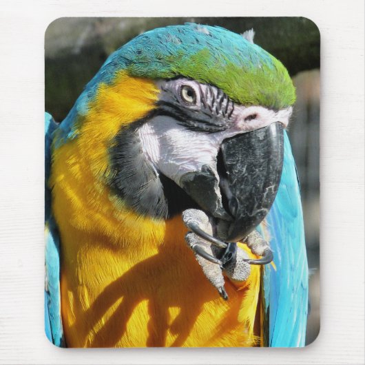 MACAWS MUISMAT (Voorkant)
