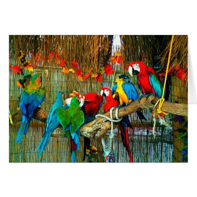 Macaws op parade (Voorkant Horizontaal)