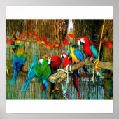 Macaws op parade poster (Voorkant)