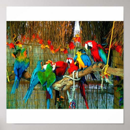 Macaws op parade poster (Voorkant)