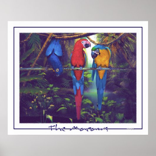 Macaws - Poster (Voorkant)