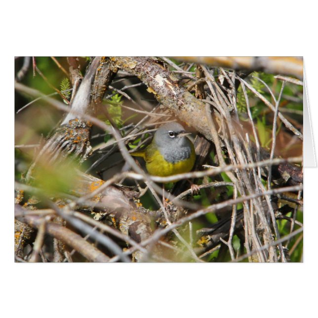 MacGillivray's Warbler (Voorkant Horizontaal)