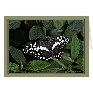 Machaon d'agrume,