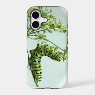 Machaon noir Caterpillar mangeant du persil