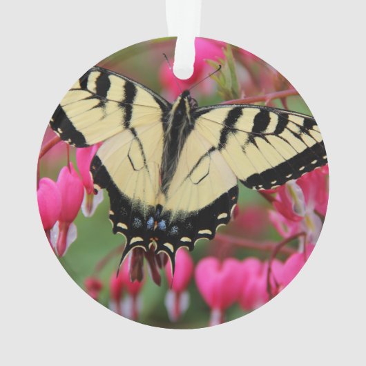 Machaon oriental (dos)