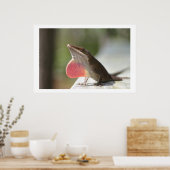 Macho Anole Poster (Keuken)