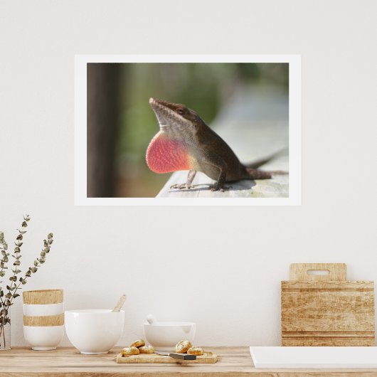 Macho Anole Poster (Keuken)