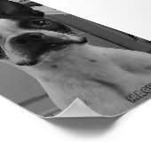 Macho the Boston Terrier Poster (Hoek)