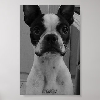 Macho the Boston Terrier Poster