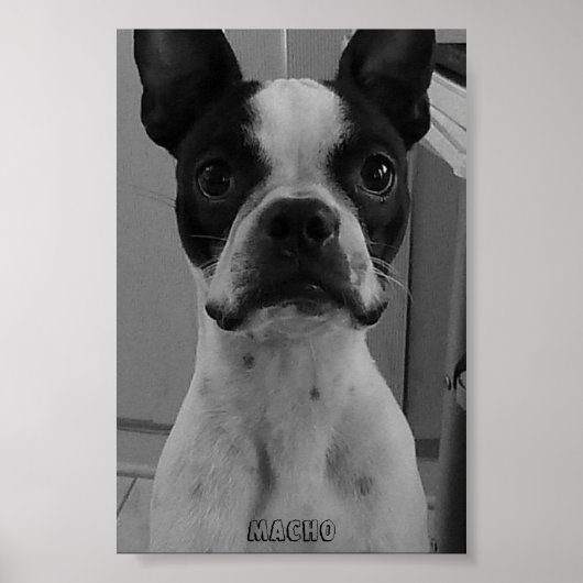 Macho the Boston Terrier Poster (Voorkant)