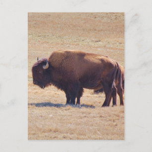 Machtige buffels die over de Oklahoma-vlaktes zwer Briefkaart