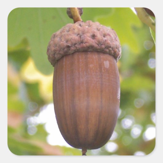 Machtige eikel in een eikenboom Stickers (Voorkant)