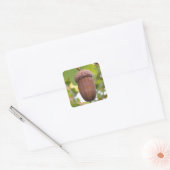 Machtige eikel in een eikenboom Stickers (Envelop)