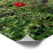 Machu Picchu, Peru Poster (Hoek)