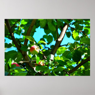 MacIntosh Apples on Tree Ile D'Orleans Poster