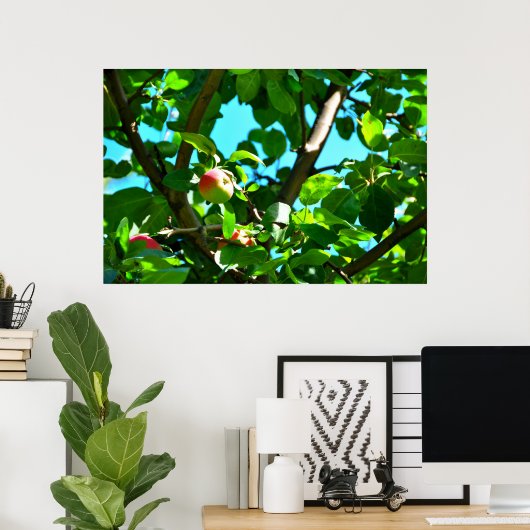 MacIntosh Apples on Tree Ile D'Orleans Poster (Thuiskantoor)