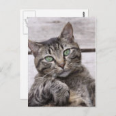 Mackerel Tabby Cat Briefkaart (Voorkant / Achterkant)