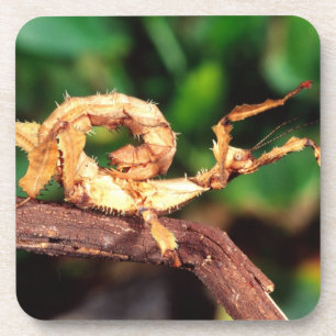 Macleay's Specter (Spiney Stick Insect) Bier Onderzetter