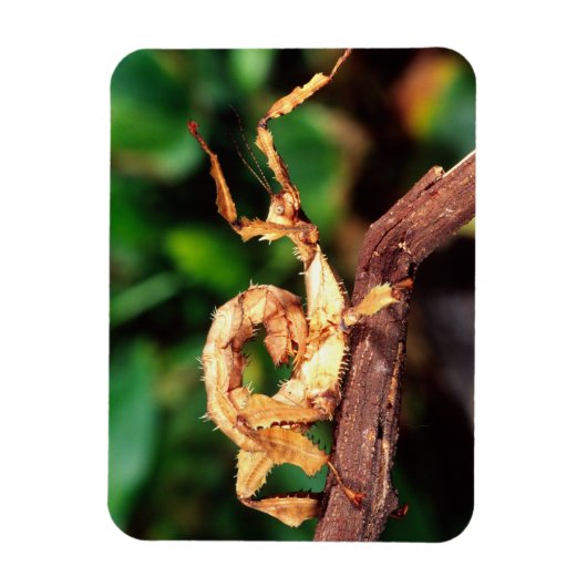 Macleay's Specter (Spiney Stick Insect) Magneet (Verticaal)