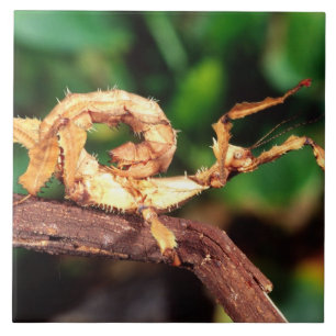 Macleay's Specter (Spiney Stick Insect) Tegeltje