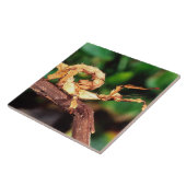 Macleay's Specter (Spiney Stick Insect) Tegeltje (Zijkant)