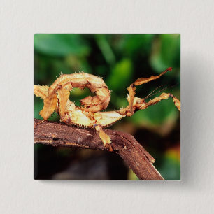 Macleay's Spectre (stekelige wandelende tak) Vierkante Button 5,1 Cm