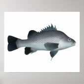 Macquarie Perch Poster (Voorkant)