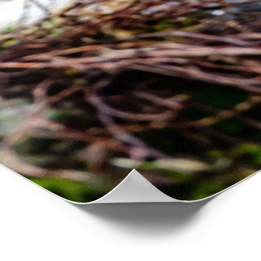 Macque Monkey, het goede leven Poster (Hoek)