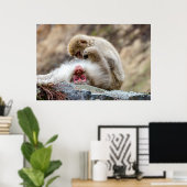Macque Monkey, het goede leven Poster (Thuiskantoor)